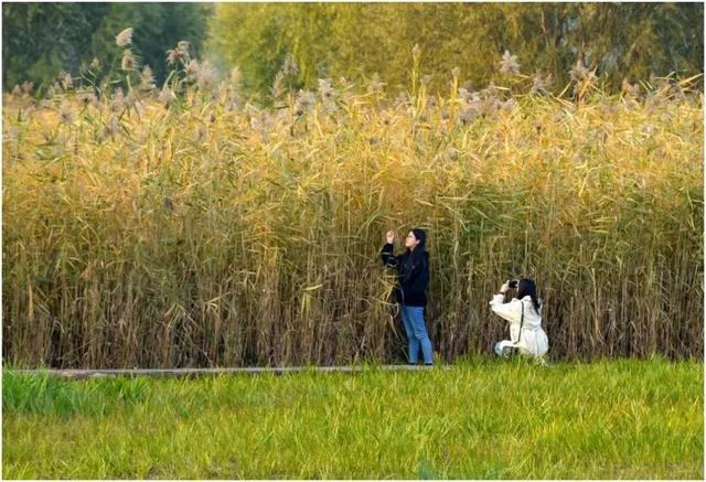 一眼心动！周末邂逅北京芦花漫舞，超有秋日feel~