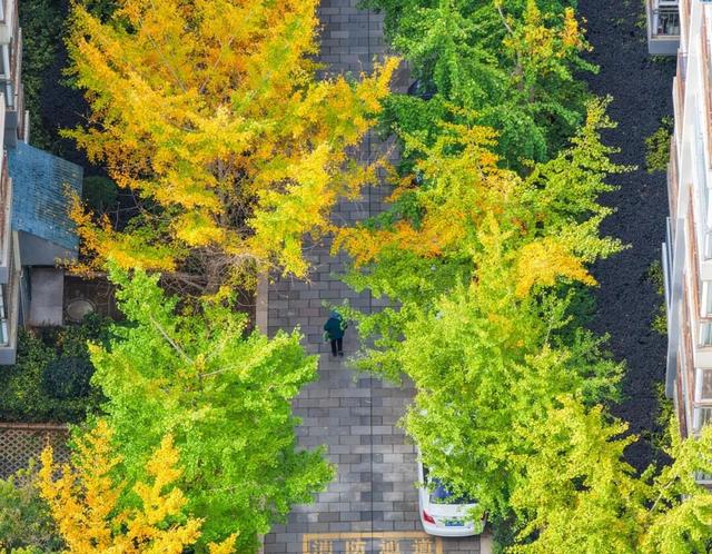 初冬，来晋宁邂逅一场金色的童话