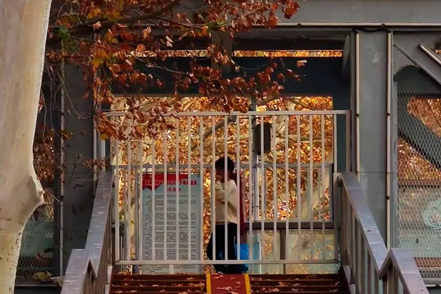 神都风物｜有一种深秋，叫西苑路