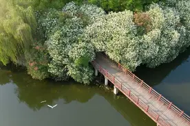 炎炎夏日，唯有夹竹桃独树一帜图片