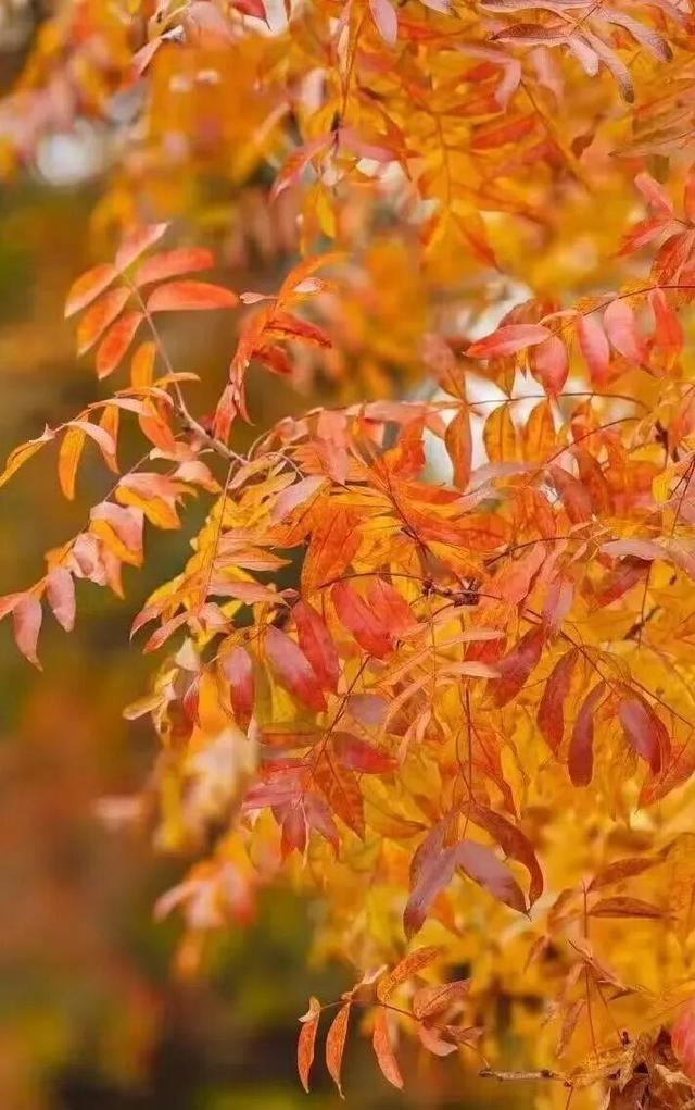 人少景美！北京这些古刹红叶正在最佳观赏期！