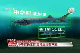 中华鲟、长江鲟有何不同？长江鲟的“产房”什么样？一文了解→图片