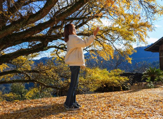 雷山:千年银杏染初冬 古寨“换装”引客来