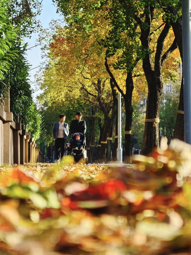 上海街头变身浪漫剧场！“落叶不扫”已上线