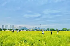临沂：滨河大道花开如海图片