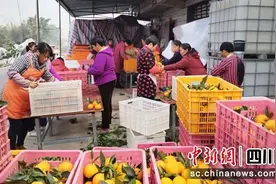 自贡大安：“黄美人”柑橘引种试验成功图片