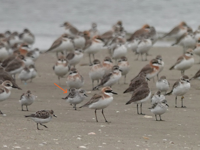最后一只圈养勺嘴鹬去世，死前仍在寻找同伴