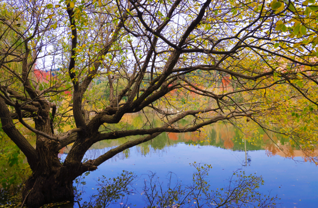 小红书上都在问地址？威海这个红枫湖美成画