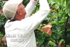 从滞销到年产值600多万《生活帮》助力秋月梨“十年之变”图片