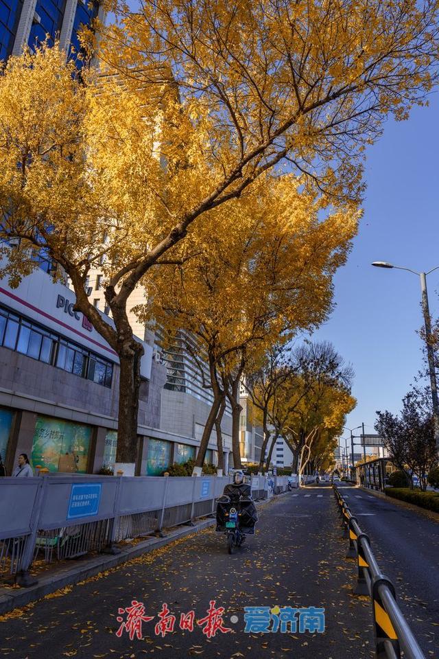一年四季 泉在济南丨济南泺源大街金黄树叶扮靓城市道路，秋日都市风情别样浓