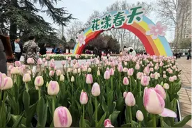 郑州市人民公园第二十七届郁金香花开展图片