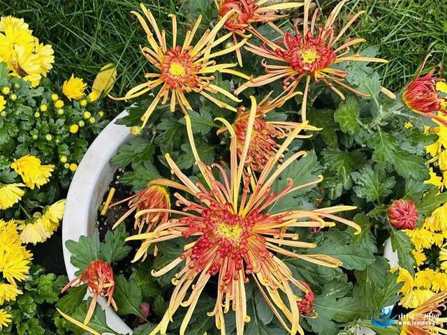兰州植物园7000余盆菊花绘就秋日画卷