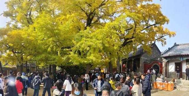 赵立坚微博打call日照银杏古树！附高清大图+进阶玩法！