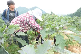 罗甸县边阳镇：茄子喜丰收 田间采摘忙图片