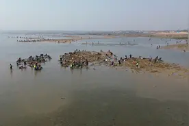 一两千人挖蛏子！赶海游火了，流量何以成“留量”？图片