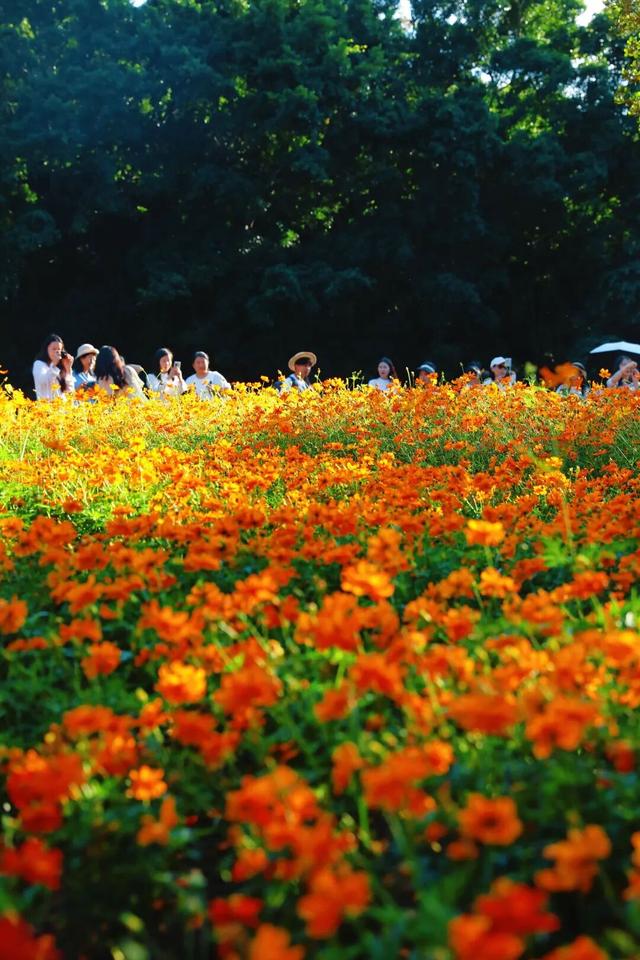 行摄 | 美爆了！秋日花海，限时上映