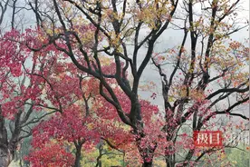 赏金秋红叶，游红色景点，红色大悟的绿色产业路图片