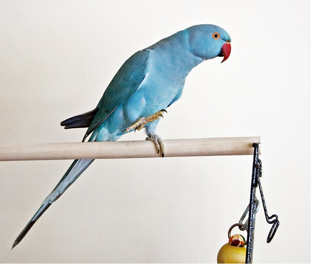 灵魂干饭“龙”从来不挑食？它的秘密全都写在下巴上了！