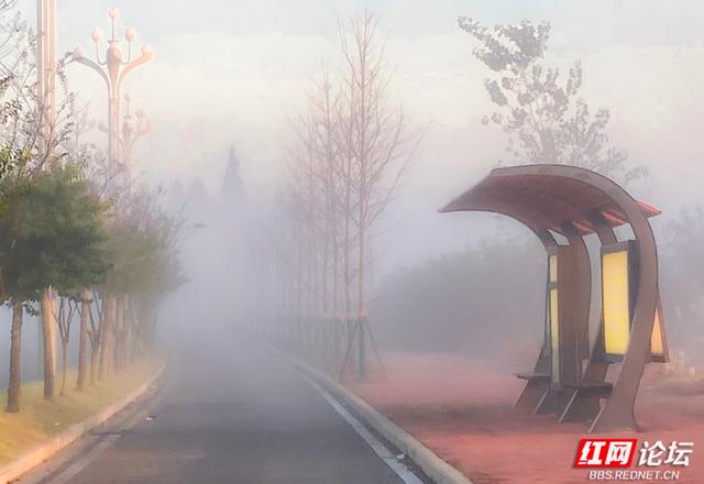 安乡深柳晨行记：踏在颜料上的初冬