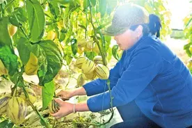 【图说新闻】兰州新区人参果熟了图片