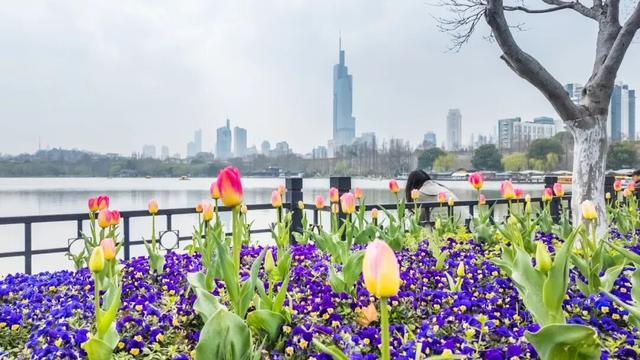 南京郁金香，最新消息