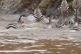 东非野生动物大迁徙：一场危险重重的生死考验图片