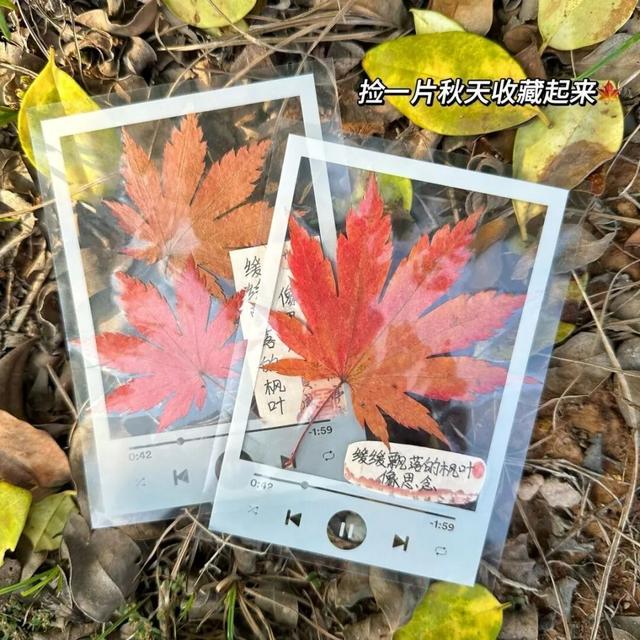 观鸟东寨港· 把一片红树林带回家