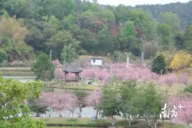 拍照巨出片！郁南春日「追花指南」来啦→图片