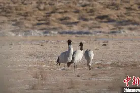 珍稀鸟类黑颈鹤、灰鹤现身青海格尔木图片