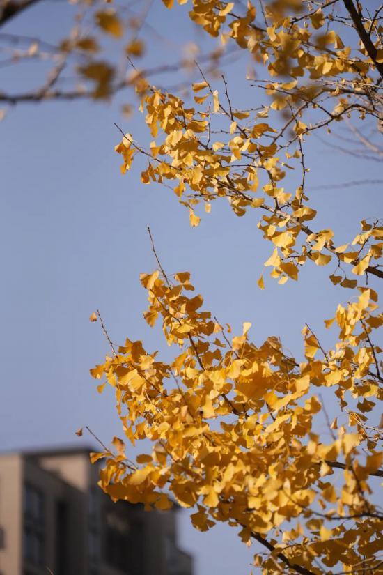 这场秋日浪漫别错过 申城落叶道体验进入倒计时