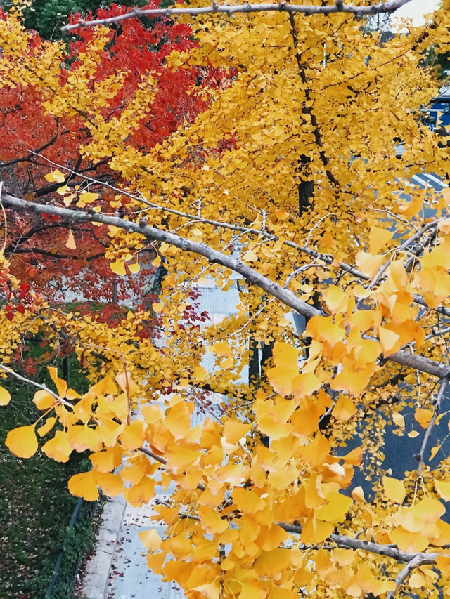 银杏黄了，乌桕红了！魔都绝美天桥美成调色盘，人少免费打卡→