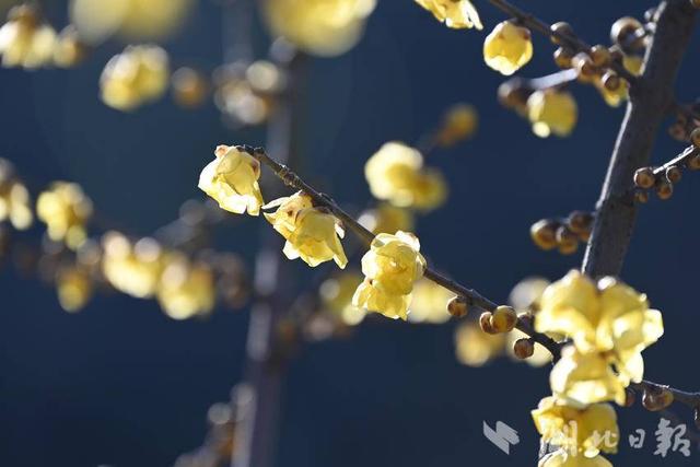 郧阳沧浪山野生蜡梅花正艳