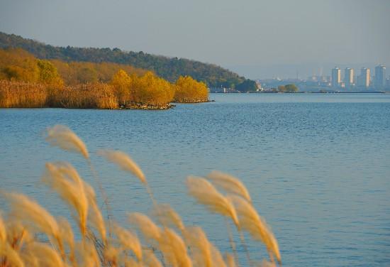 巢湖中垾湿地冬日如画