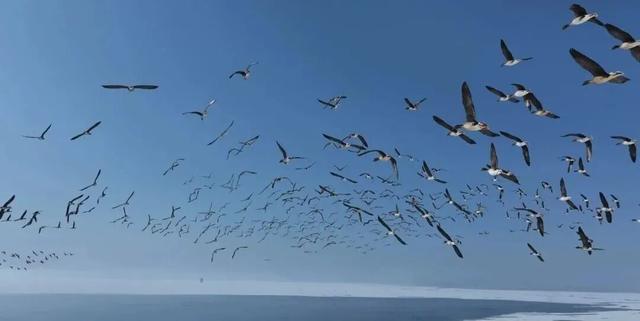 看候鸟北归，打开内蒙古的春天