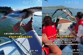 武汉东湖大雁伴着快艇飞，景区：每次有20至30只大雁伴飞，90%的游客能摸到它们图片