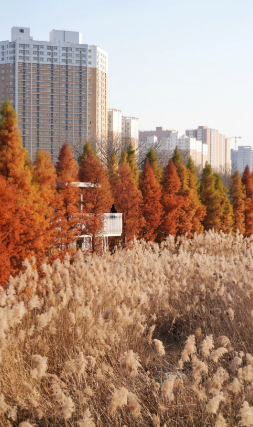 温柔，超治愈！郑州5个好看出片的芦苇打卡地！