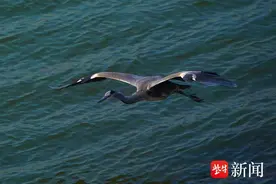 南京秦淮河口处，苍鹭翩翩起舞尽显生态之美图片