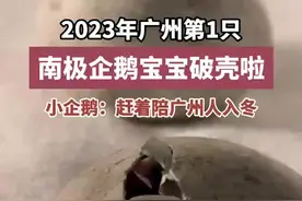 企鹅恋爱繁育季，广州迎来两只南极企鹅宝宝！图片