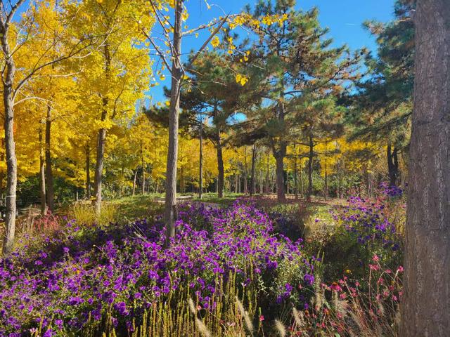 西会休闲园焕新回归，居民打卡秋日美景