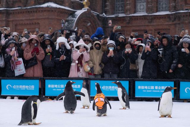 “鹅城”哈尔滨，全城见企鹅！哈尔滨极地公园最大规模“淘学企鹅冰雪巡游”11月15日全城开启！