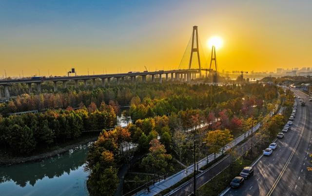 新晋秋日“顶流”美图来袭！魔都阿勒泰未开先火，落羽杉迎来最绚烂时刻