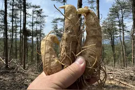 青田高山上种“仙人余粮”，当地“药材大王”带动了17村就业图片