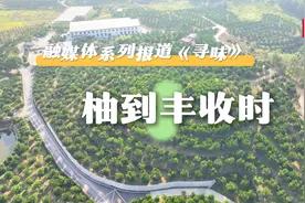 寻味丨柚到丰收时，漫山果飘香图片