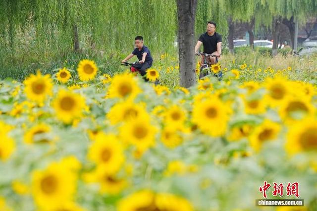 北京凉水河公园向日葵盛放引客来