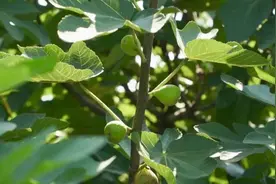 威海环翠：甜！这里瓜果飘香~图片