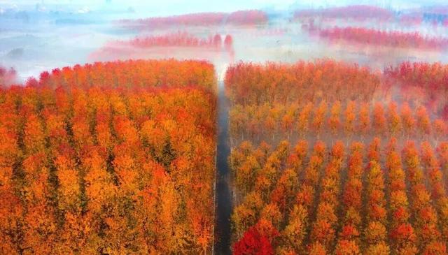 青岛赏秋去哪里？这几个地方别错过！