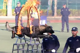 新华鲜报｜各显神通！中国警犬“战力”十足图片
