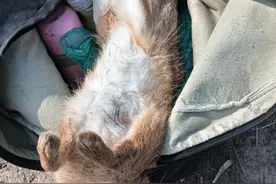 重拳出击护生态 雷霆执法显担当——江苏盐城湿地珍禽国家级自然保护区严打非法猎捕野生动物行为图片