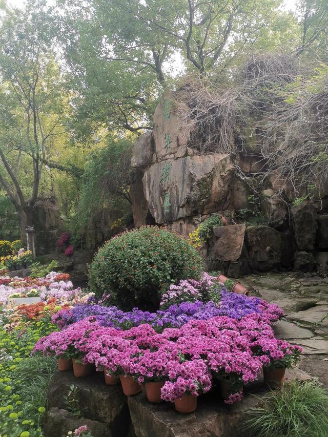 晚潮｜深秋，总要看场菊展吧