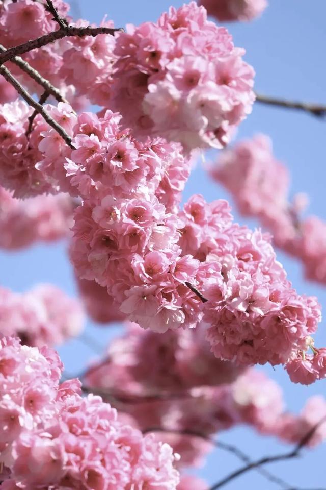 云南的大学有多美！一起来打卡嵩明职教新城樱花盛景